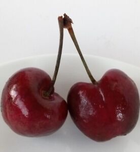 Sweet Organic Red Cherry - 15 Seeds Ready to Germinate - Edible Fruit Tree USA