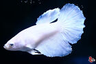 Live Betta Fish Aquarium White Platinum Female Halfmoon #F692 Thailand Seller