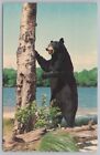 Animal~Bruin Black Bear~The Bear Stop Delaware Water Gap PA~Vintage Postcard