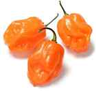 New ListingHabanero Pepper Seeds - Pepper Seeds - USA Grown - Non Gmo