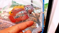 Monster Kok Kamfa Flowerhorn 3 inches high quality live cichlid fish exotic