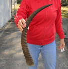 Real South African Natural Waterbuck Horn 25