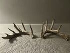 whitetail deer antlers sheds set farm preserve. Score Of a Total Of 198inches.