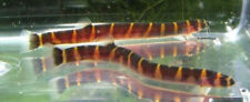 6 Striped Kuhli Loaches Live Freshwater Aquarium Fish