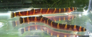 6 Striped Kuhli Loaches Live Freshwater Aquarium Fish