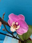 Phalaenopsis NOID (FZ) Hybrid Orchid Ivory Purple Pink Blooming 4” Pot