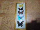 Vintage Brazil Butterflys,1950's,bubble glass,real specimens,entomology