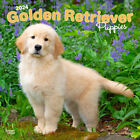 Browntrout Golden Retriever Puppies 2024 12 x 12 Wall Calendar w