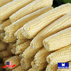 Corn Seeds Sweet Stowells Evergreen Heirloom Vegetable Non-GMO