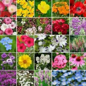 Partial Shade Wildflower Seed Mix | Heirloom & Non-GMO | Annual & Perennial Seed