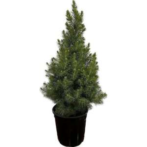 2.5 qt. Dwarf Alberta Spruce Live Pyramidal Evergreen Tree Conifer