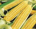 25+ Early Golden Bantam Sweet Corn Seeds, NON-GMO, Heirloom. #cornseeds
