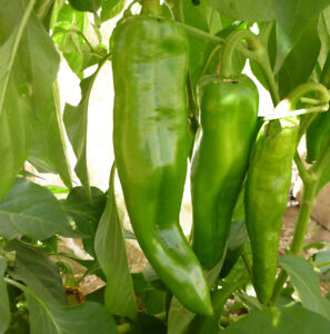 Anaheim Chile Hot Pepper Seeds, NON-GMO, Variety Sizes, Chili, FREE SHIPPING