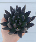 Rare Black Succulent Echeveria 'Black Knight' 4