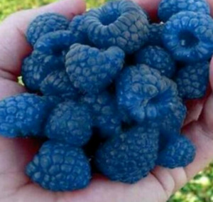 50+ Blue Raspberry Bush Seeds SWEET EDIBLE Berry Fruits, USA Seller Free Shippin