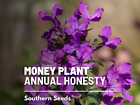 Money Plant - Annual Honesty - 20 Seeds - Natural Air Purifier - Fragrant Flower