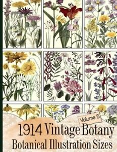 1914 Vintage Botany Botanical Illustration Sizes by C Anders: New