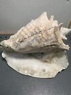 New ListingVintage Large Natural Queen Conch Sea Shell Seashell 9