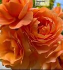 Tangerine Skies Climbing Rose SMALL and LIGHTLY ROOTED One Gallon Live Plant