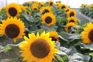 Sunflower Seeds - Dwarf Yellow Sunspot, Heirloom, Free Shipping
