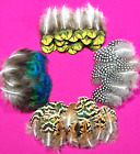 Mixed Lot 100 Feathers Peacock Guinea Blue Green Mottled Spotted