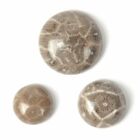 10mm 12mm 16mm Natural Coral fossil gemstone round flatback cab cabochon
