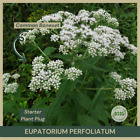 Starter Plant Plug | Eupatorium perfoliatum | Common Boneset | Live Plant