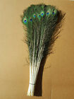 10-50 inches Natural Peacock Feathers with Big Natural Eyes 10-100 Pcs from GA