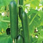 Ashley Long Cucumber Seeds 50+ Ct Vegetable HEIRLOOM NON-GMO USA FREE SHIPPING