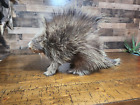 New Listing Taxidermy Porcupine Mount