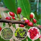 10+ Organic Erythroxylum Novogranatense Seeds High Germination From Ceylon