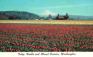 Postcard Mount Rainier Washington Tulips In Bloom Bloom Near Orting Washington