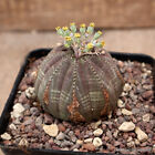 A8659 EUPHORBIA OBESA ARROW pot9-H5,5-W5,5 cm MaMa Cactus