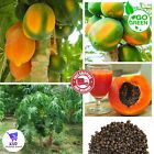 Carica Papaya Coorg Honeydew Papaya Melon Tree 50+Seeds Organic Free Shipping