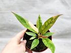 Philodendron Ring of Fire Variegated live house plant in 3