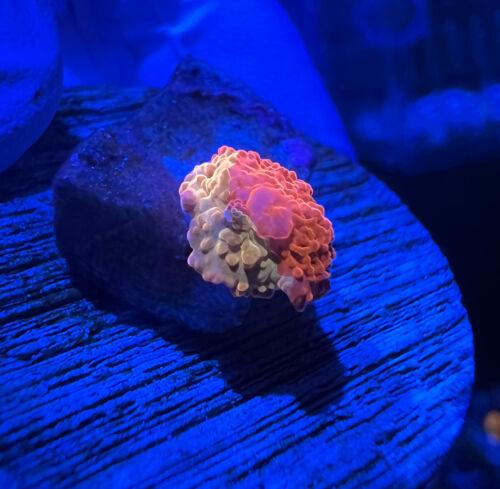 baby purple monster jawbreaker mushroom coral LPS soft corals