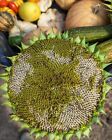👉25👈 seeds Mammoth Grey Stripe Sunflower, NON-GMO, ORGANIC 2023