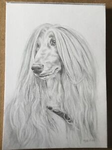 Afghan Greyhound Dog Pencil Drawing A4 Signed