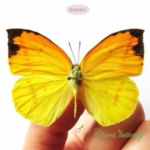 COLLECTION  unmounted butterfly Dercas nina f. spaneyi yellow / orange CHINA A1