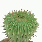 2.5 inches Euphorbia Horrida Crested Succulent   rare LIVE succulent