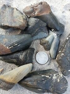 1lb. of Megalodon Teeth Fossils! One pound lot, megalodon tooth fragments. Real