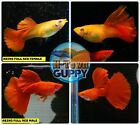 X2 FEMALE- Live Aquarium Guppy Fish High Quality-   Albino Full Red