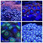 Frag pack live coral 8 Mixed Frags!