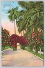 Postcard Country Club Park Havana Cuba Street View Palms Flowers