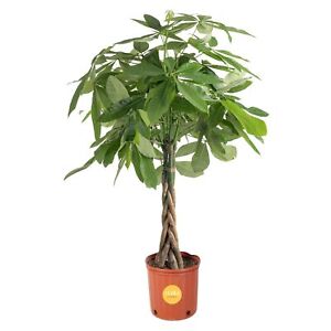 Costa Farms Money Tree, Large, Live Indoor Plant, Easy to Grow Pachira House ...