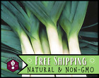775+ Leek Seeds [Large American Flag] Vegetable Gardening, Heirloom, Non-GMO