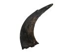 One #2 Grade Real North American Buffalo Horn (576-M2-AS) L6