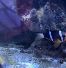 Big Clown Fish and Another fish