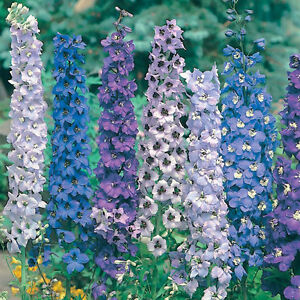 delphinium, PACIFIC GIANT MIX perennial, 36 seeds! groco buy US USA