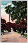 Country Club Park Havana Cuba Street View Palms Flowers Linen Vintage Postcard